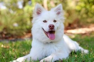 a white dog posing for the camera